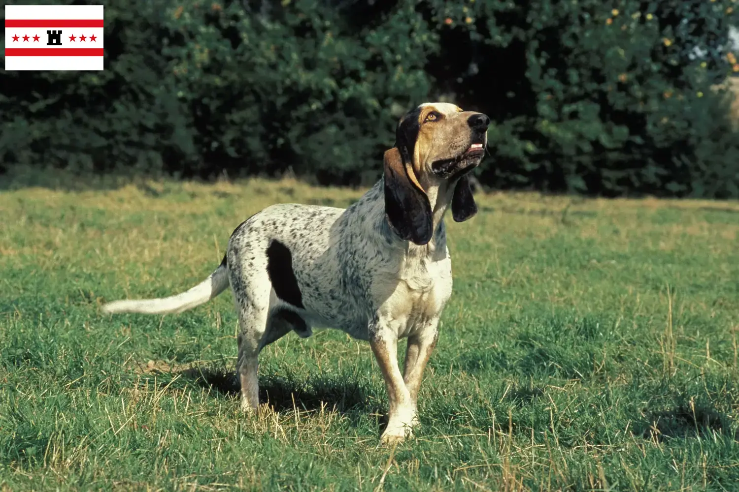 Gascon Saintongeois puppies and breeders Drenthe Here you will find Gascon Saintongeois breeders in Drenthe.