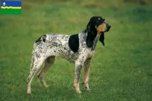 Read more about the article Gascon Saintongeois breeders and puppies in Flevoland