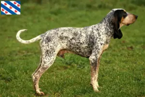 Read more about the article Gascon Saintongeois breeders and puppies in Friesland