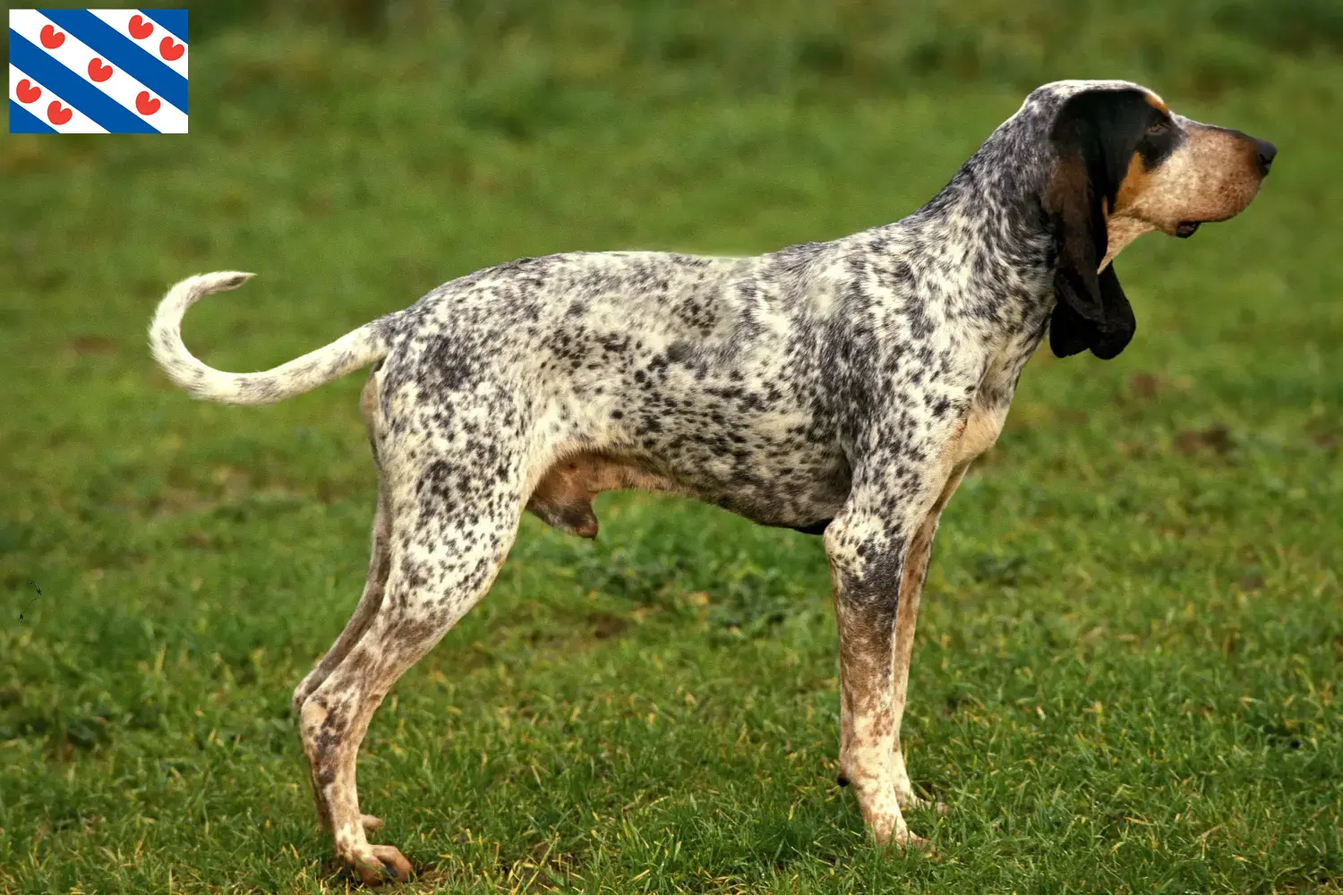 Gascon Saintongeois puppies and breeders Friesland Here you will find Gascon Saintongeois breeders in Friesland.