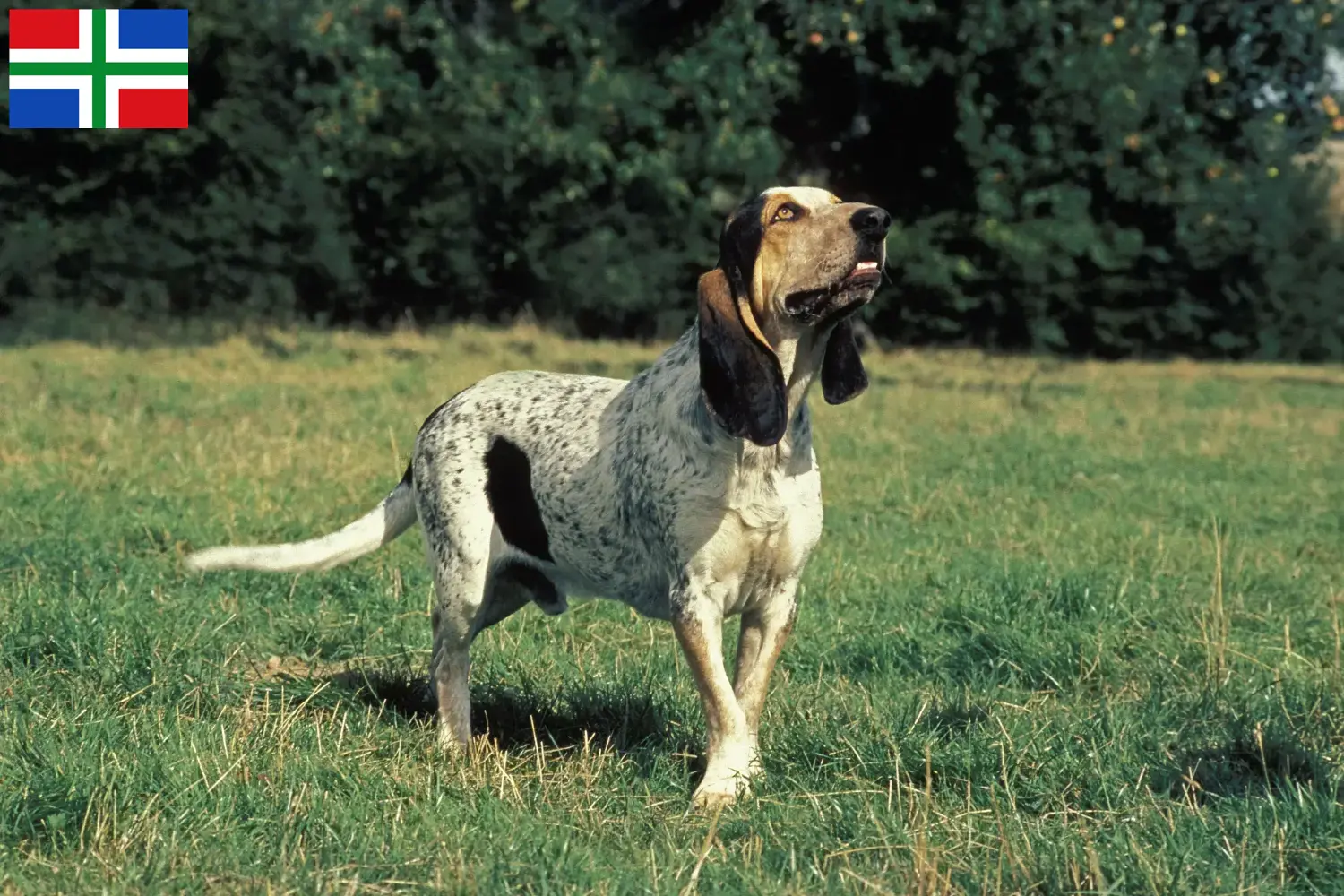 Gascon Saintongeois puppies and breeders Groningen Here you will find Gascon Saintongeois breeders in Groningen.