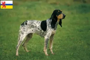 Read more about the article Gascon Saintongeois breeders and puppies in Limburg