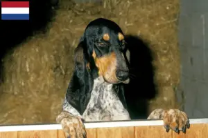Read more about the article Gascon Saintongeois breeders and puppies in the Netherlands