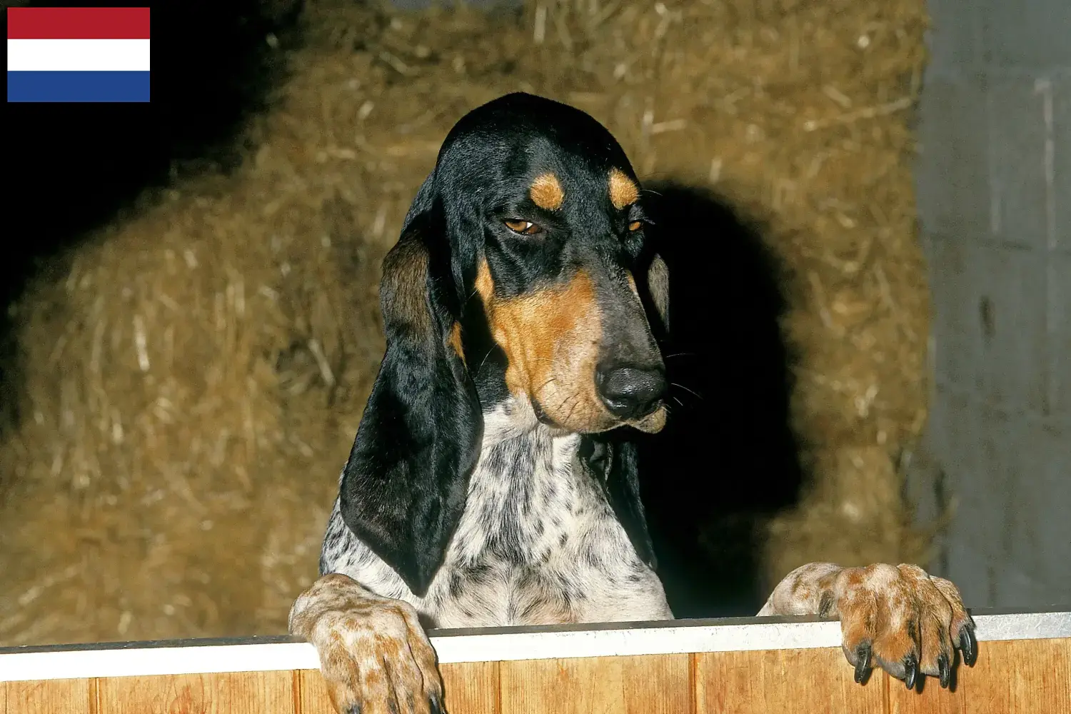 Read more about the article Gascon Saintongeois breeders and puppies in the Netherlands