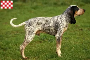 Read more about the article Gascon Saintongeois breeders and puppies in North Brabant