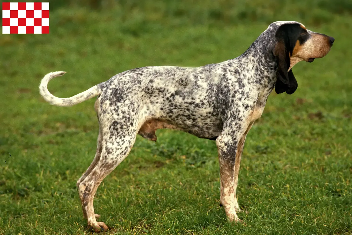 Gascon Saintongeois puppies and breeders North Brabant Here you will find Gascon Saintongeois breeders in North Brabant.