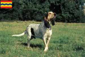 Read more about the article Gascon Saintongeois breeders and puppies in Overijssel