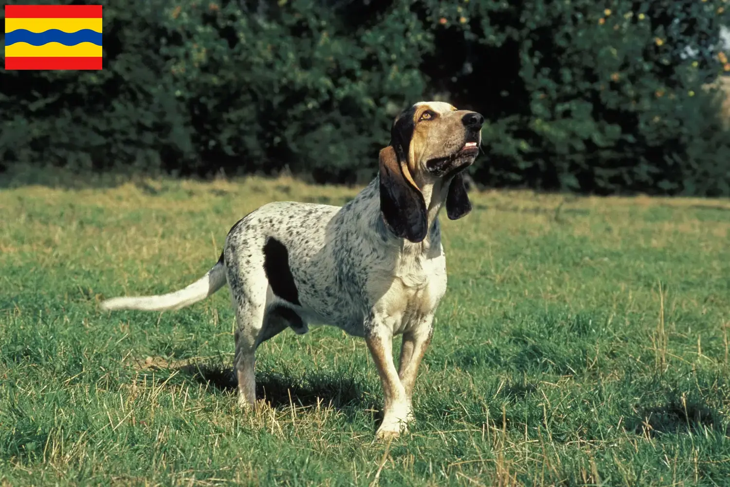 Gascon Saintongeois puppies and breeders Overijssel Here you will find Gascon Saintongeois breeders in Overijssel.