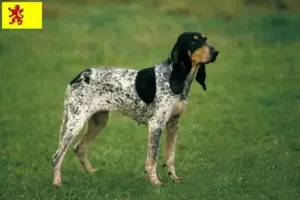 Read more about the article Gascon Saintongeois breeders and puppies in South Holland