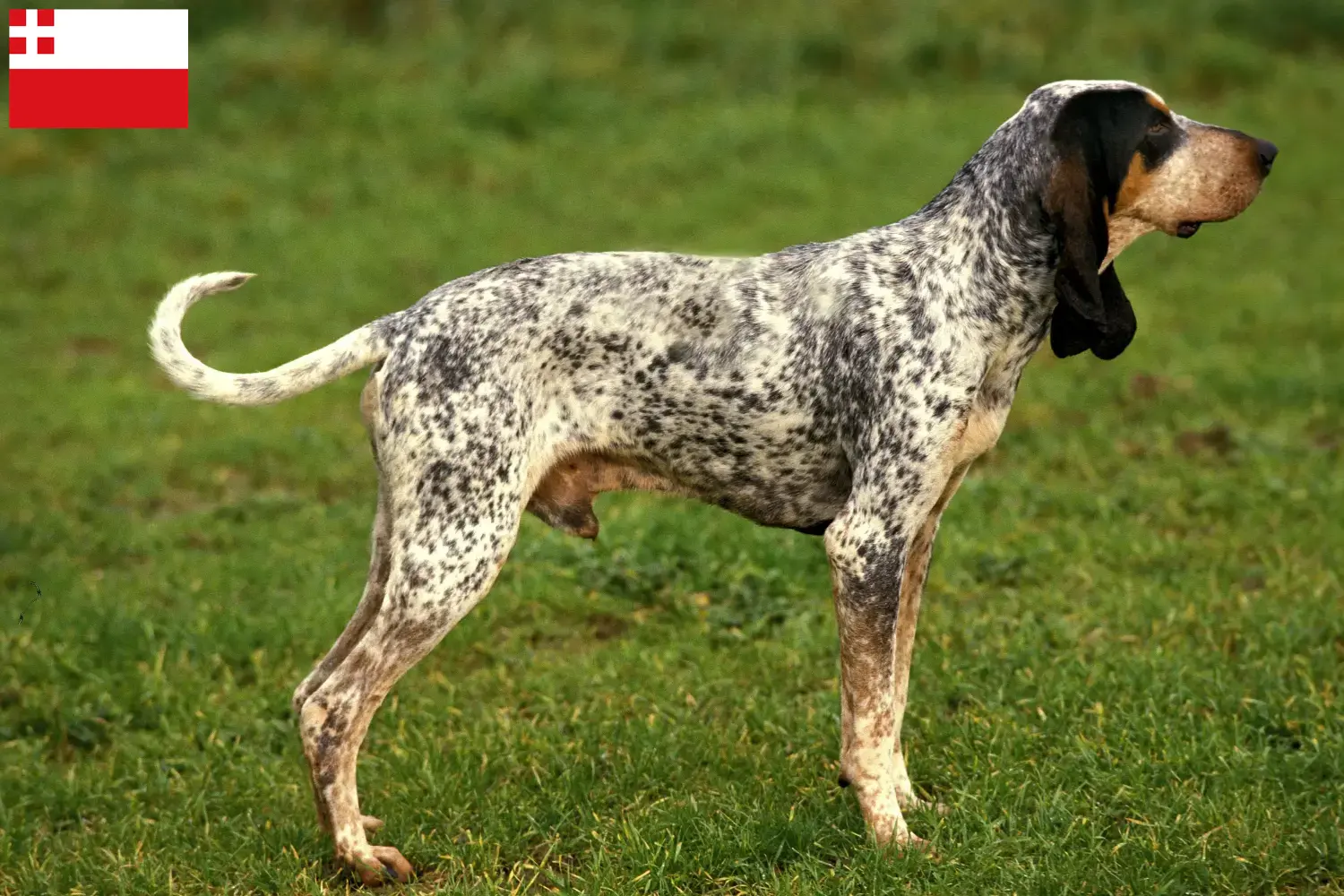 Gascon Saintongeois puppies and breeders Utrecht Here you will find Gascon Saintongeois breeders in Utrecht.