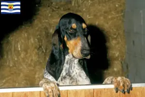 Read more about the article Gascon Saintongeois breeders and puppies in Zeeland