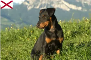 Read more about the article German Hunting Terrier Breeder and Puppies in Alabama
