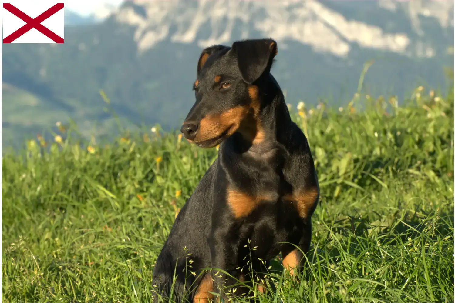 Read more about the article German Hunting Terrier Breeder and Puppies in Alabama