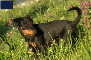 Read more about the article German Hunting Terrier Breeder and Puppies in Alaska