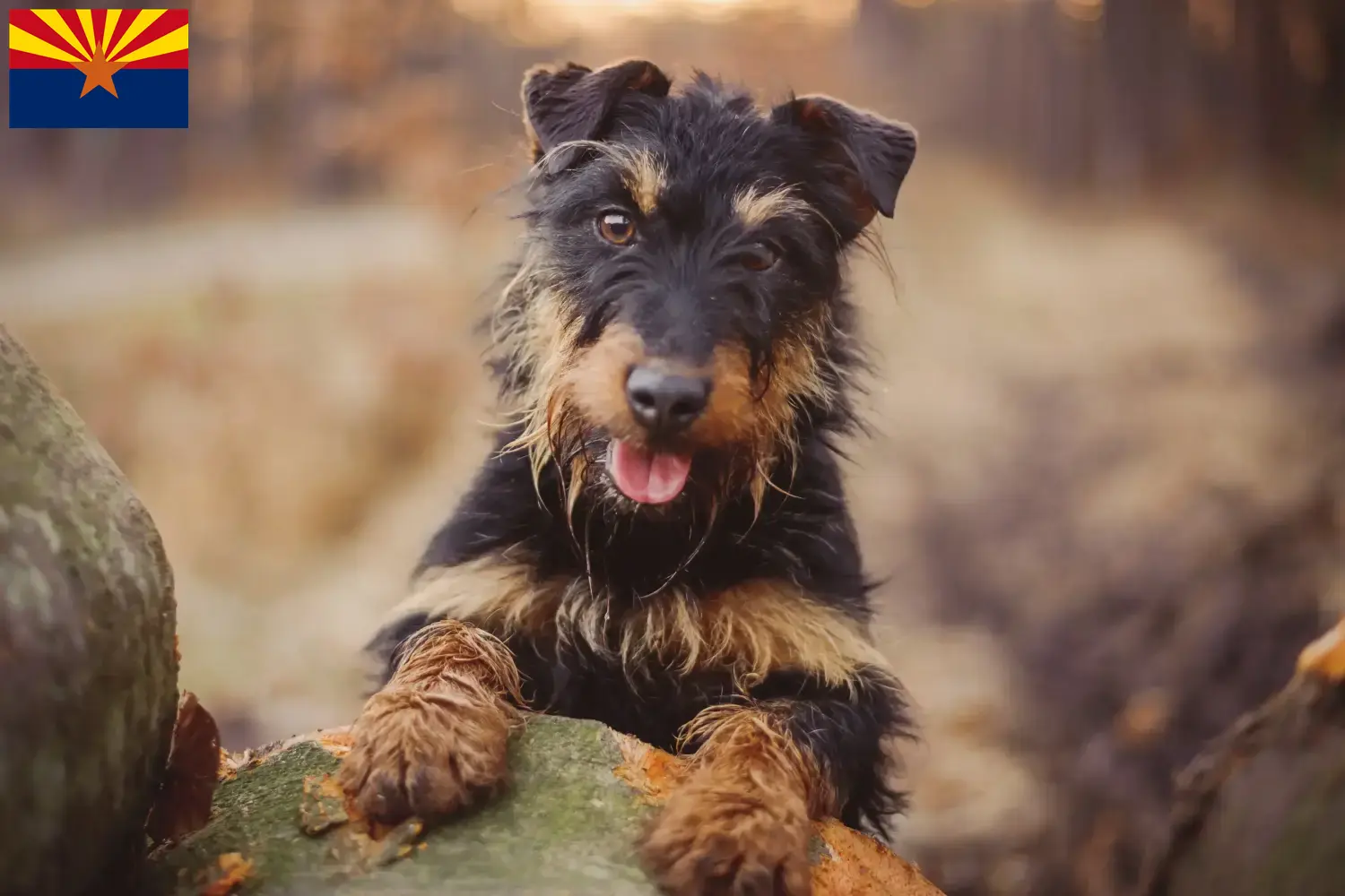Read more about the article German Hunting Terrier Breeder and Puppies in Arizona