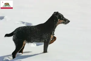 Read more about the article German Hunting Terrier Breeder and Puppies in California
