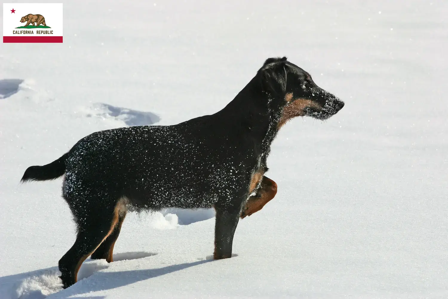 Read more about the article German Hunting Terrier Breeder and Puppies in California