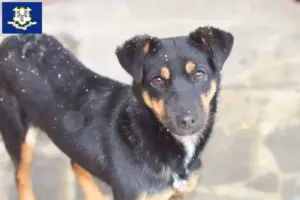 Read more about the article German Hunting Terrier Breeder and Puppies in Connecticut