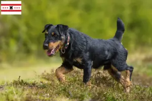 Read more about the article German Hunting Terrier breeders and puppies in Drenthe