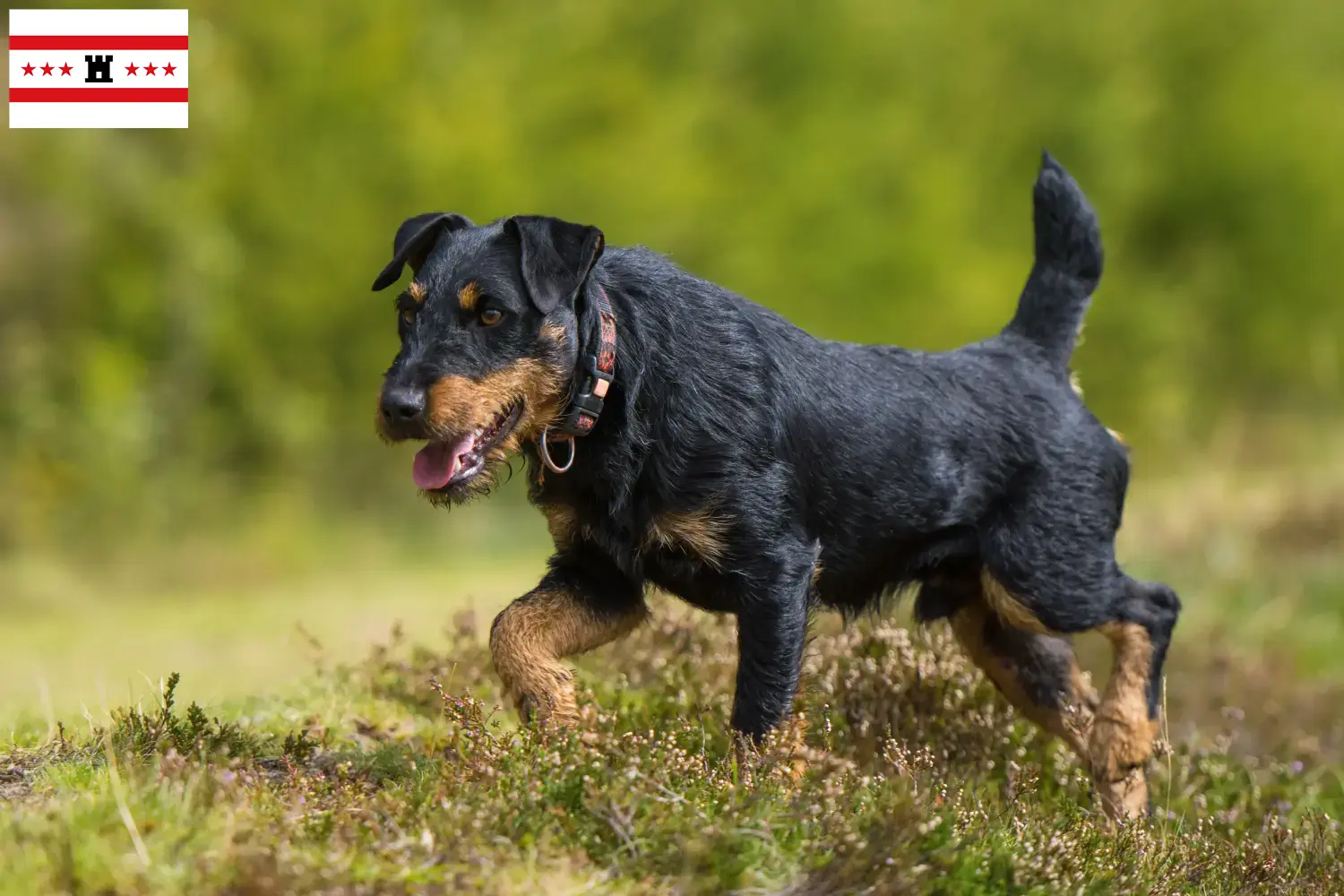 German Hunting Terrier puppies and breeders Drenthe Here you will find German Hunting Terrier breeders in Drenthe.