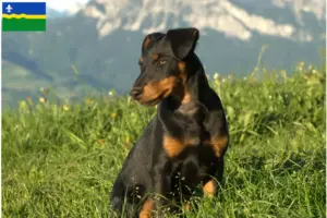 Read more about the article German Hunting Terrier breeders and puppies in Flevoland
