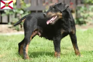 Read more about the article German Hunting Terrier Breeder and Puppies in Florida