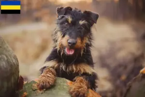 Read more about the article German Hunting Terrier breeders and puppies in Gelderland