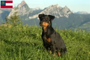 Read more about the article German Hunting Terrier Breeder and Puppies in Georgia