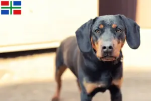Read more about the article German Hunting Terrier breeder and puppies in Groningen