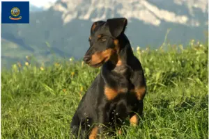 Read more about the article German Hunting Terrier Breeder and Puppies in Idaho