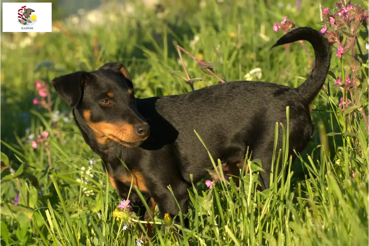 German Hunting Terrier puppies and breeders Illinois Find German Hunting Terrier breeders in Illinois.