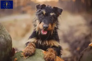 Read more about the article German Hunting Terrier Breeder and Puppies in Indiana