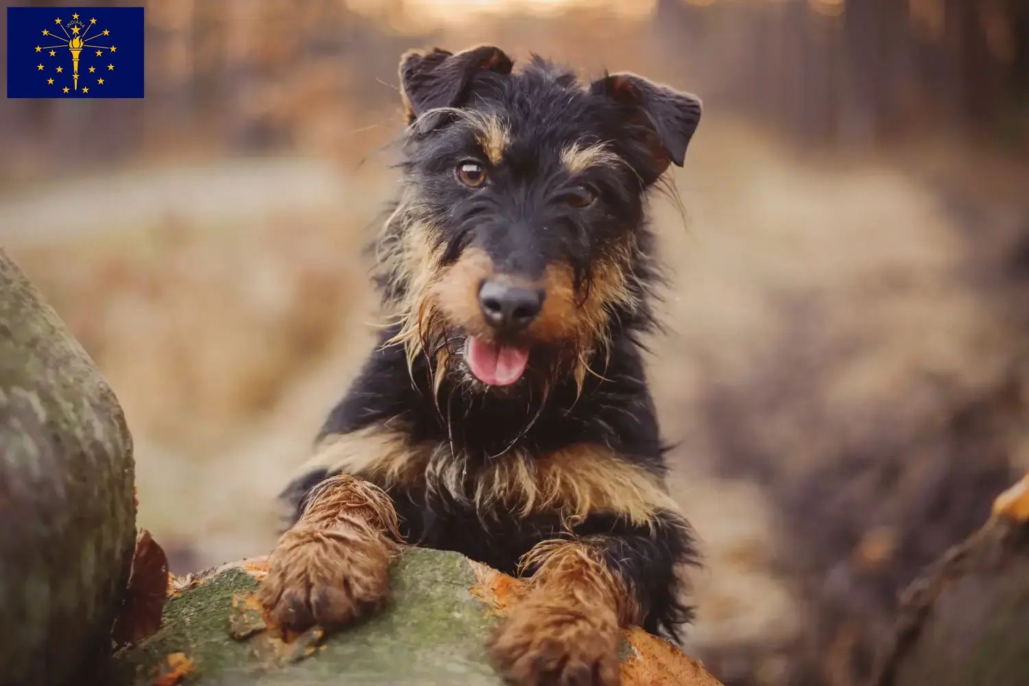 German Hunting Terrier Puppies and Breeder Indiana Find German Hunting Terrier breeders in Indiana.