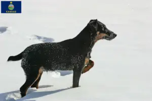 Read more about the article German Hunting Terrier Breeder and Puppies in Kansas