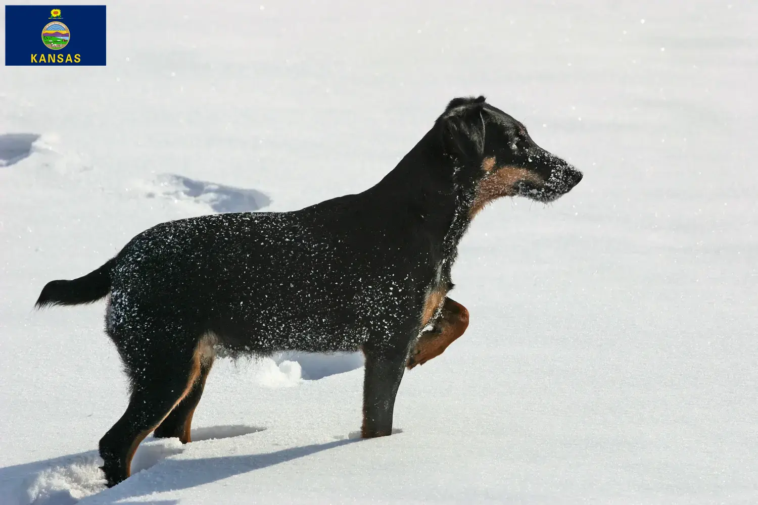 German Hunting Terrier Puppies and Breeder Kansas Here you can find German Hunting Terrier breeders in Kansas.