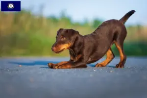 Read more about the article German Hunting Terrier breeders and puppies in Kentucky
