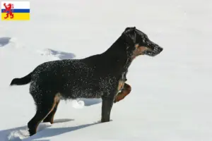 Read more about the article German Hunting Terrier breeder and puppies in Limburg