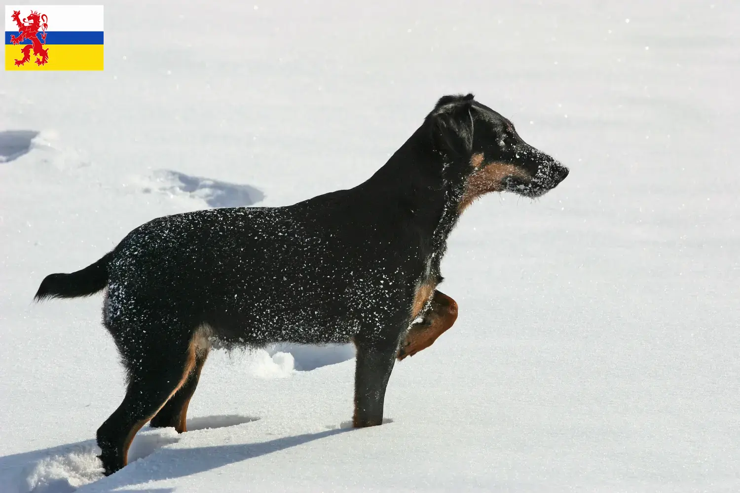 Read more about the article German Hunting Terrier breeder and puppies in Limburg