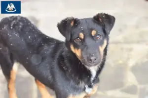 Read more about the article German Hunting Terrier Breeder and Puppies in Louisiana
