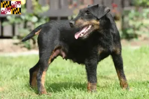 Read more about the article German Hunting Terrier Breeder and Puppies in Maryland