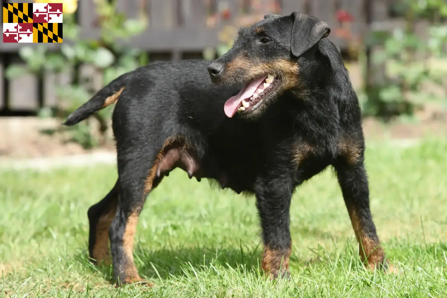 German Hunting Terrier puppies and breeder Maryland Find German Hunting Terrier breeders in Maryland.