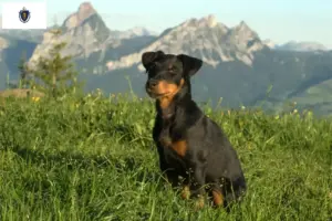 Read more about the article German Hunting Terrier Breeder and Puppies in Massachusetts