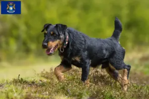 Read more about the article German Hunting Terrier Breeder and Puppies in Michigan