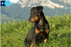 Read more about the article German Hunting Terrier Breeder and Puppies in Minnesota