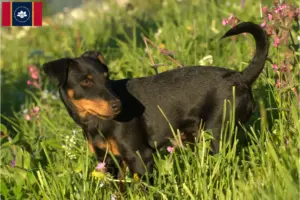 Read more about the article German Hunting Terrier Breeder and Puppies in Mississippi