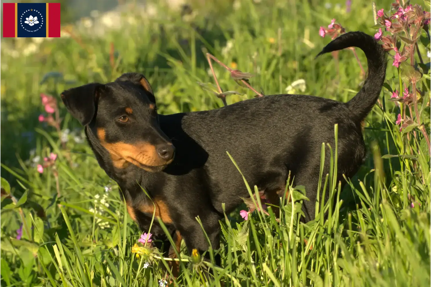 German Hunting Terrier puppies and breeders Mississippi Find German Hunting Terrier breeders in Mississippi.