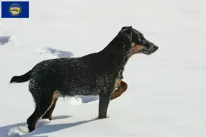 Read more about the article German Hunting Terrier Breeder and Puppies in Nebraska