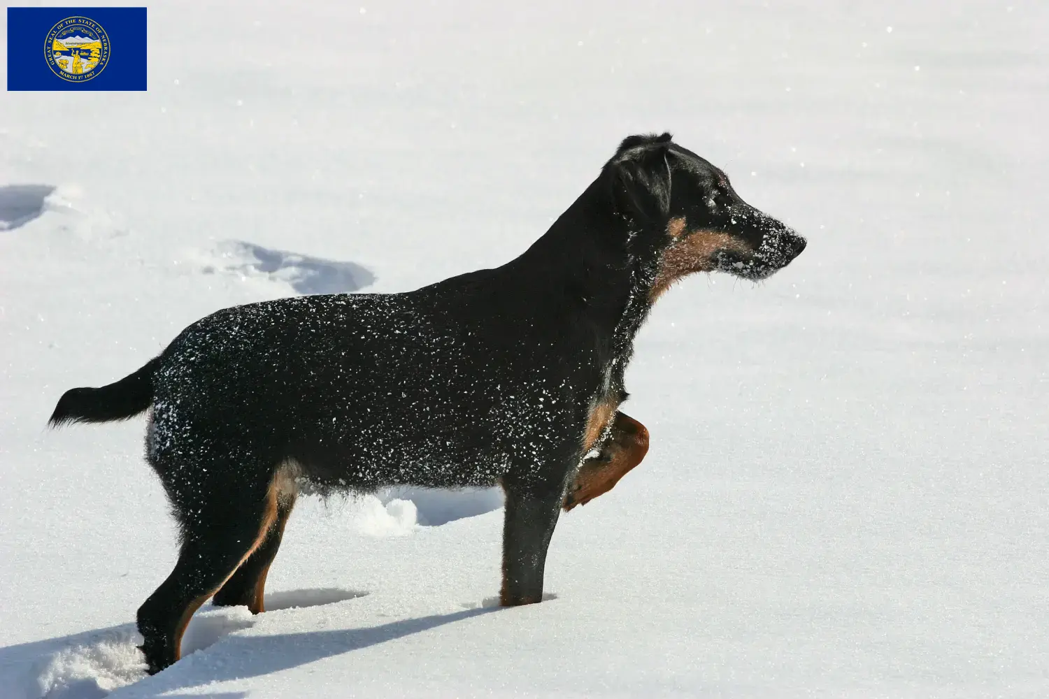 German Hunting Terrier puppies and breeders Nebraska Find German Hunting Terrier breeders in Nebraska.