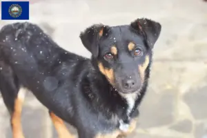 Read more about the article German Hunting Terrier Breeder and Puppies in New Hampshire