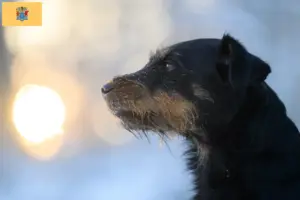 Read more about the article German Hunting Terrier Breeder and Puppies in New Jersey
